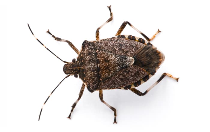 Winning Projects Announced To Tackle Key Pests And Diseases.