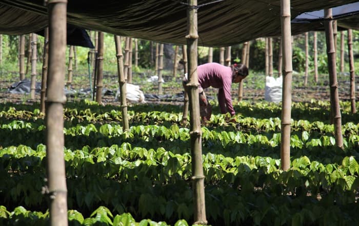 Puratos Launches New Agroforestry Initiative To Support Cocoa Farmers.