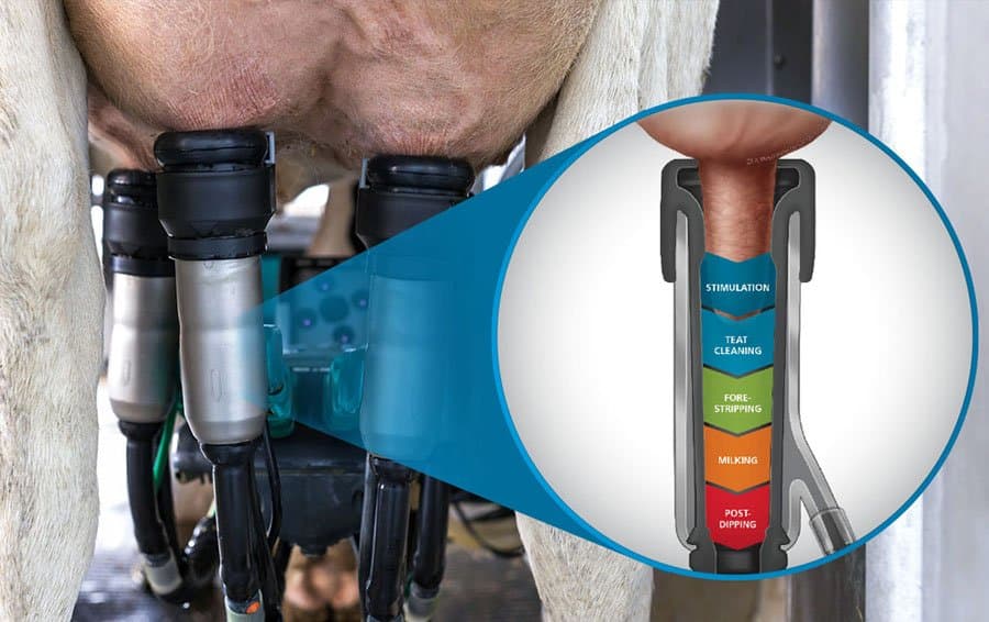 GEA’s milking technology worth its weight in gold