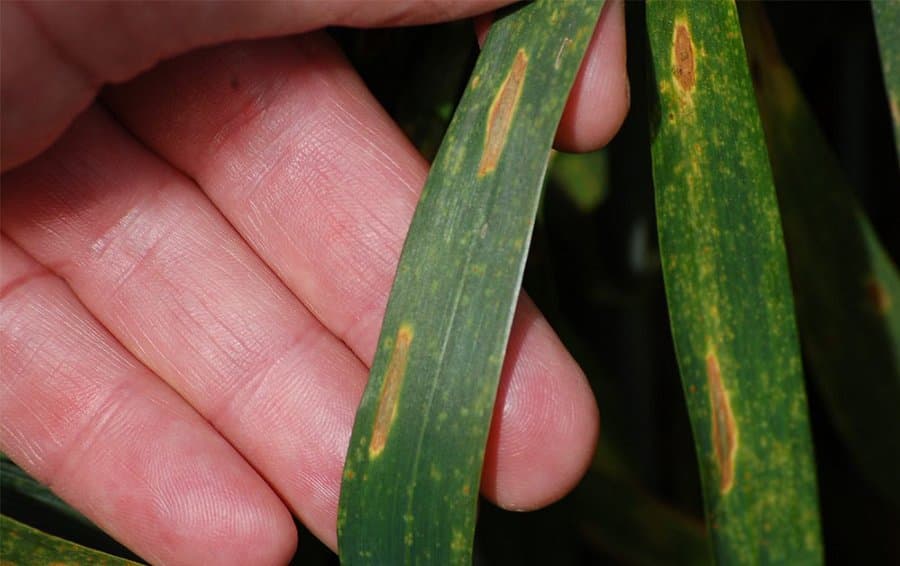 Fungicide performance data for new wheat product (Univoq) released