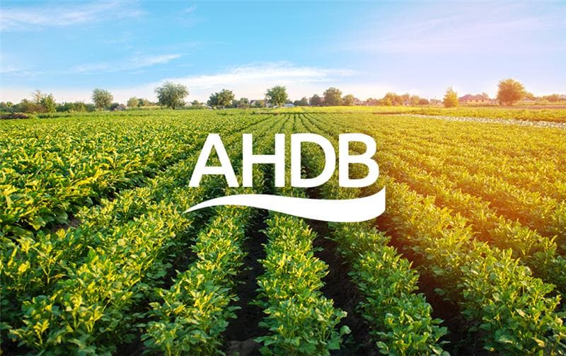 AHDB digital workshop branded success for UK exporters