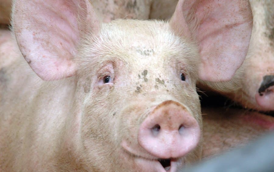 UK pig industry posts further reductions in antibiotic use