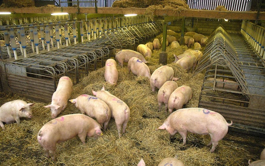 AHDB trial saves pig industry an estimated £15.3m