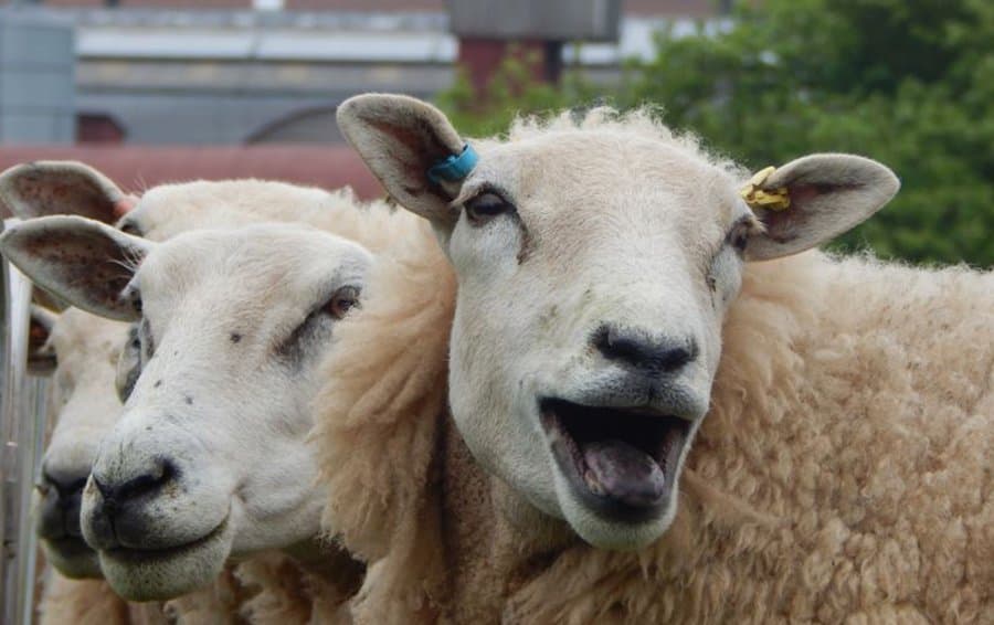 Shaping the future with the latest Sheep Breed Survey results