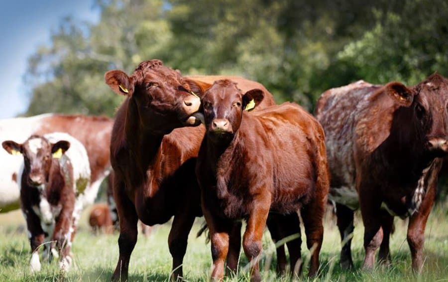 New AHDB campaign shows that maternal performance is the key to driving profitability in the suckler herd