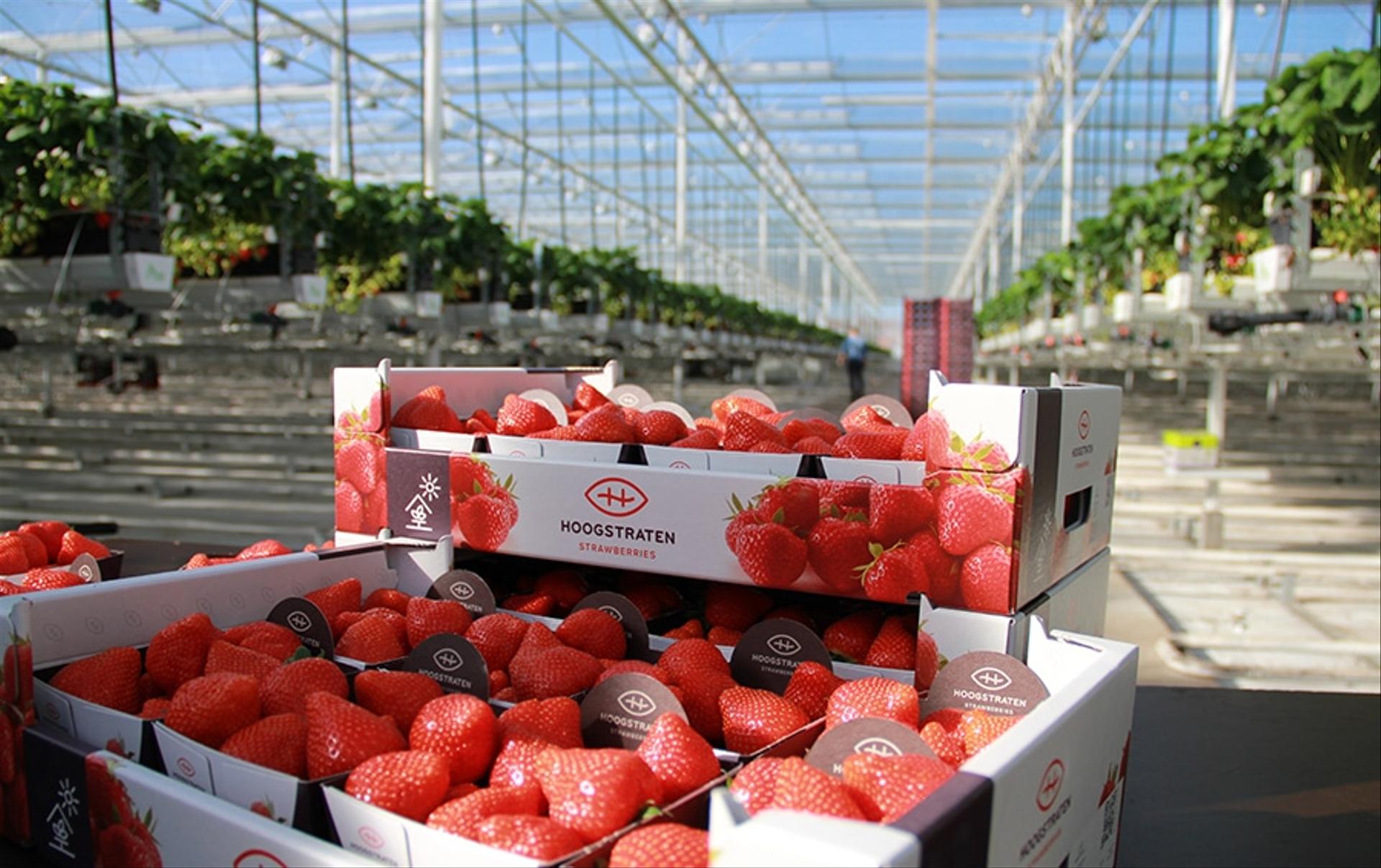 Hoogstraten launches first strawberry marketing campaign in the UK