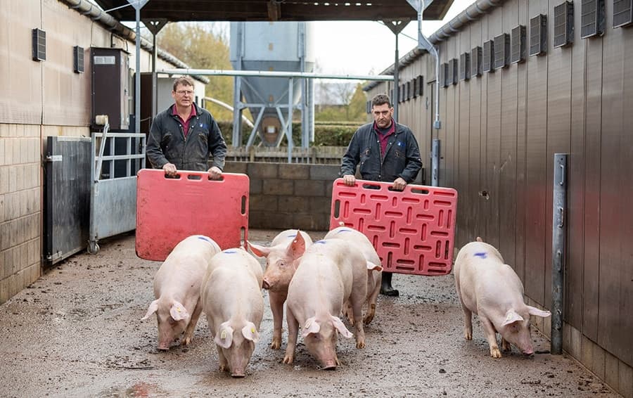 UK Pig Industry Welfare Training platform launched