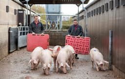 UK Pig Industry Welfare Training platform launched