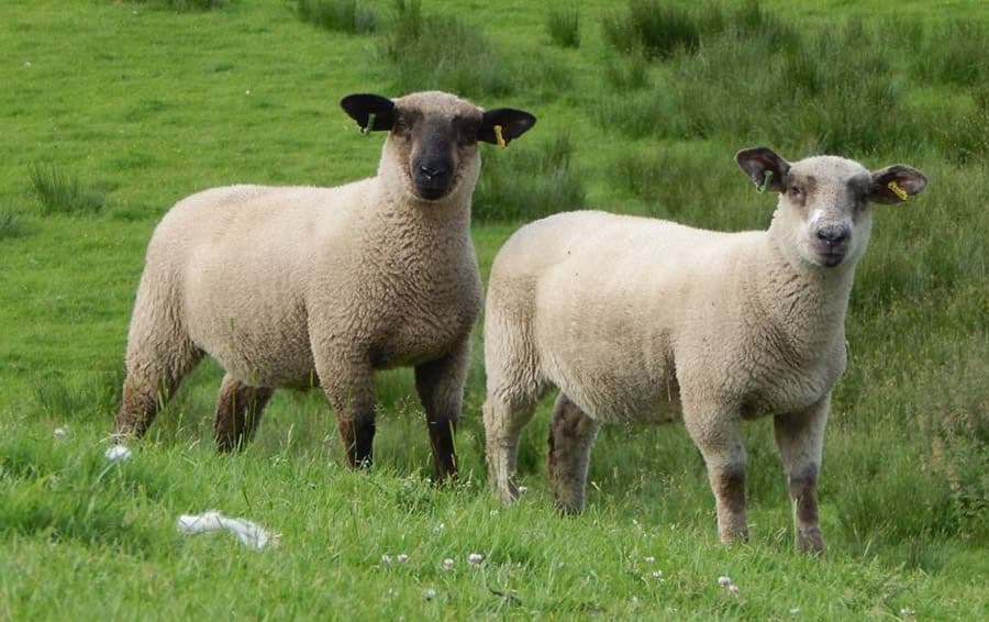 Top breeding boosts profit and productivity in commercial lambs