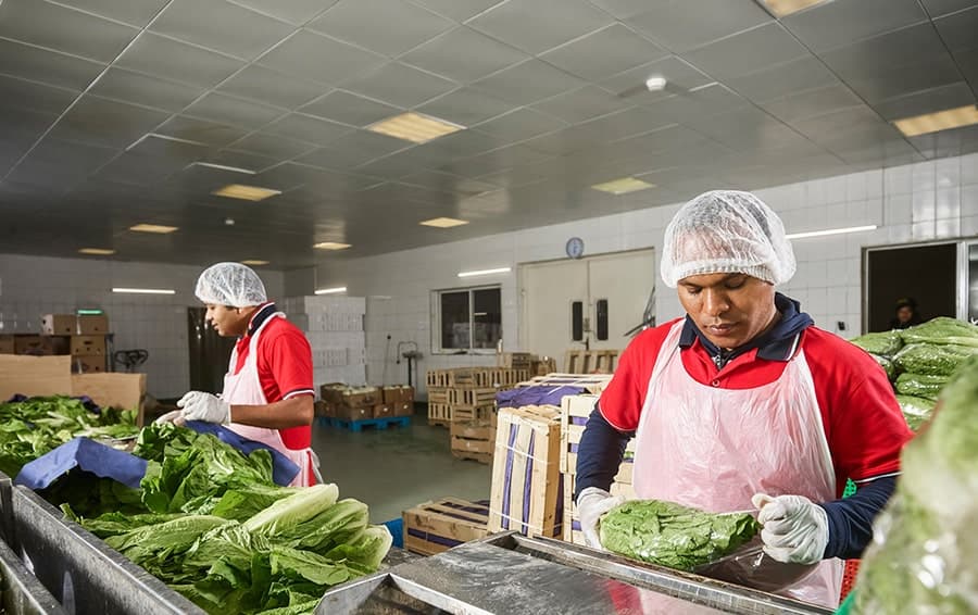 Innovative food systems key to tackling global food crisis, say experts
