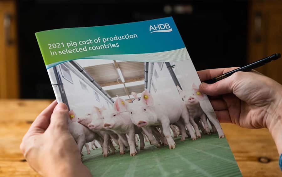 AHDB report examines 2021 cost of pig production in 17 countries
