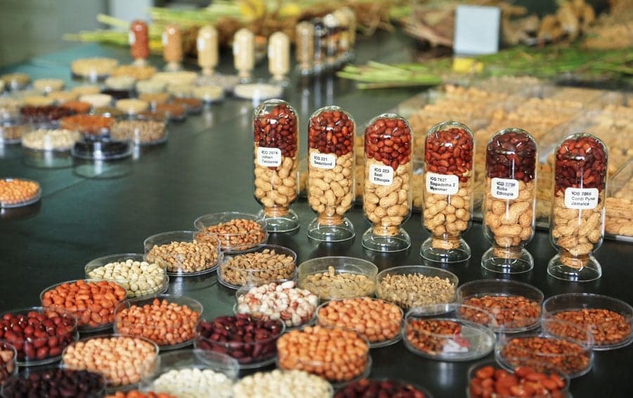 Crop Trust and the Plant Treaty launch lifeline for genebanks to secure the future of crop diversity